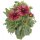 Korkardenblume, (Gailardia aristata), Sorte: Arizona Red Shades, im 12cm Topf