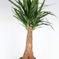 XL Yucca-Palme, Palm-Lilie, (Yucca elephantipes), 1 Stamm, ca. 150 cm hoch, im 32cm Topf