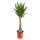 XL Yucca-Palme, Palm-Lilie, (Yucca elephantipes), 1 Stamm, ca. 150 cm hoch, im 32cm Topf