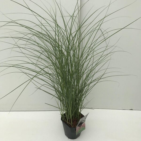Garten-Chinaschilf, (Miscanthus), Sorte: Red Chief, im 17cm Topf