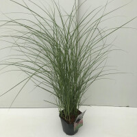 Garten-Chinaschilf, (Miscanthus), Sorte: Red Chief, im...