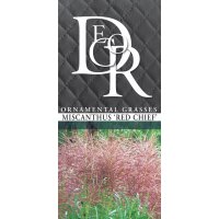 Garten-Chinaschilf, (Miscanthus), Sorte: Red Chief, im...