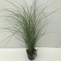 Garten-Chinaschilf, (Miscanthus), Sorte: Red Chief, im 17cm Topf