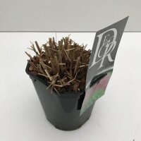 Garten-Chinaschilf, (Miscanthus), Sorte: Red Chief, im 17cm Topf
