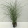 Garten-Chinaschilf, (Miscanthus), Sorte: Red Chief, im 17cm Topf