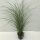 Garten-Chinaschilf, (Miscanthus), Sorte: Red Chief, im 17cm Topf