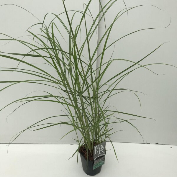 Garten-Chinaschilf, (Miscanthus sinensis), Sorte: Ferner Osten, im 17cm Topf