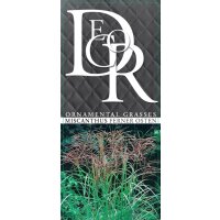 Garten-Chinaschilf, (Miscanthus sinensis), Sorte: Ferner...
