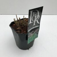 Garten-Chinaschilf, (Miscanthus sinensis), Sorte: Ferner Osten, im 17cm Topf