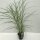 Garten-Chinaschilf, (Miscanthus sinensis), Sorte: Ferner Osten, im 17cm Topf