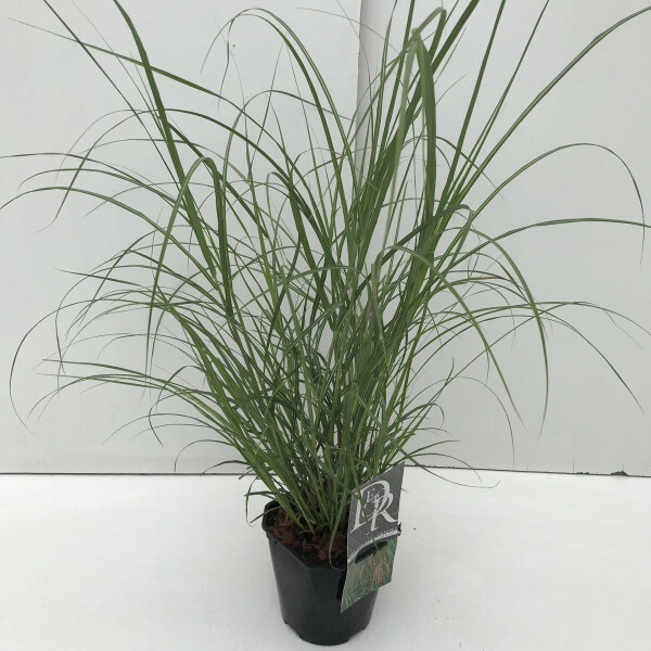 Garten-Chinaschilf, (Miscanthus sinensis), Sorte: Flamingo, im 17cm Topf
