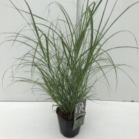 Garten-Chinaschilf, (Miscanthus sinensis), Sorte:...