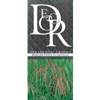 Garten-Chinaschilf, (Miscanthus sinensis), Sorte: Flamingo, im 17cm Topf