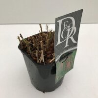 Garten-Chinaschilf, (Miscanthus sinensis), Sorte: Flamingo, im 17cm Topf