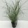 Garten-Chinaschilf, (Miscanthus sinensis), Sorte: Flamingo, im 17cm Topf