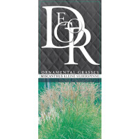 Garten-Chinaschilf, (Miscanthus sinensis), Sorte: Kleine...