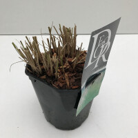Garten-Chinaschilf, (Miscanthus sinensis), Sorte: Kleine Silberspinne, im 17cm Topf