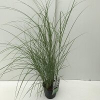 Garten-Chinaschilf, (Miscanthus sinensis), Sorte: Kleine Silberspinne, im 17cm Topf