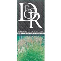 Garten-Chinaschilf, (Miscanthus sinensis), Sorte: Kleine Silberspinne, im 17cm Topf