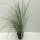 Garten-Chinaschilf, (Miscanthus sinensis), Sorte: Kleine Silberspinne, im 17cm Topf