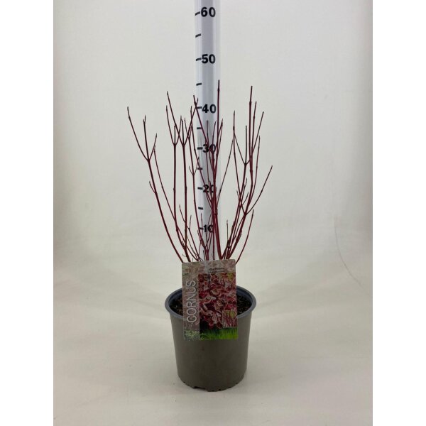 Hartriegel, (Cornus alba), Sorte: Miracle, im 19cm Topf, ca. 50cm hoch