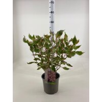 Hartriegel, (Cornus alba), Sorte: Miracle, im 19cm Topf,...