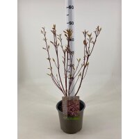 Hartriegel, (Cornus alba), Sorte: Miracle, im 19cm Topf, ca. 50cm hoch