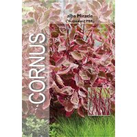 Hartriegel, (Cornus alba), Sorte: Miracle, im 19cm Topf, ca. 50cm hoch