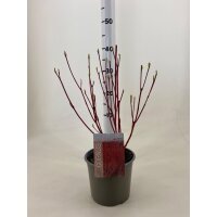 Hartriegel, (Cornus alba), Sorte: Sibirica, im 19cm Topf,...