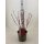 Hartriegel, (Cornus alba), Sorte: Sibirica, im 19cm Topf, ca. 50cm hoch