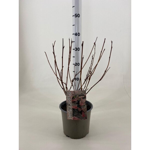 Fasanenspiere, (Physocarpus opulifolius), Sorte: Lady in Red, im 19cm Topf, ca. 50cm hoch