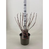 Fasanenspiere, (Physocarpus opulifolius), Sorte: Lady in Red, im 19cm Topf, ca. 50cm hoch
