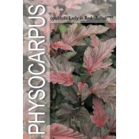 Fasanenspiere, (Physocarpus opulifolius), Sorte: Lady in Red, im 19cm Topf, ca. 50cm hoch