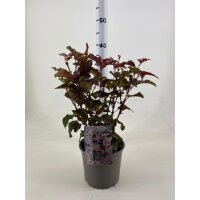 Fasanenspiere, (Physocarpus opulifolius), Sorte: Lady in Red, im 19cm Topf, ca. 50cm hoch