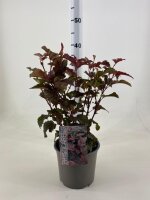 Fasanenspiere, (Physocarpus opulifolius), Sorte: Lady in Red, im 19cm Topf, ca. 50cm hoch