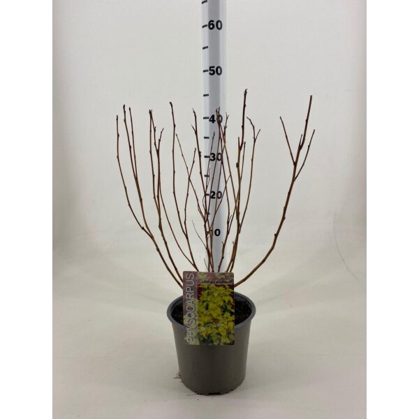 Fasanenspiere, (Physocarpus opulifolius), Sorte: Minange Angel Gold ®, im 19cm Topf, ca. 50cm hoch