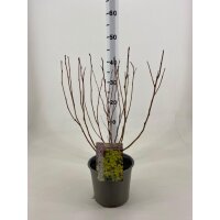 Fasanenspiere, (Physocarpus opulifolius), Sorte: Minange Angel Gold &reg;, im 19cm Topf, ca. 50cm hoch