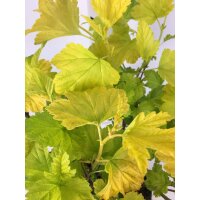 Fasanenspiere, (Physocarpus opulifolius), Sorte: Minange Angel Gold &reg;, im 19cm Topf, ca. 50cm hoch