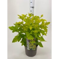 Fasanenspiere, (Physocarpus opulifolius), Sorte: Minange Angel Gold &reg;, im 19cm Topf, ca. 50cm hoch