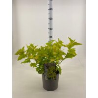 Fasanenspiere, (Physocarpus opulifolius), Sorte: Minange Angel Gold &reg;, im 19cm Topf, ca. 50cm hoch
