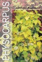 Fasanenspiere, (Physocarpus opulifolius), Sorte: Minange Angel Gold &reg;, im 19cm Topf, ca. 50cm hoch