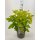 Fasanenspiere, (Physocarpus opulifolius), Sorte: Minange Angel Gold ®, im 19cm Topf, ca. 50cm hoch