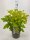 Fasanenspiere, (Physocarpus opulifolius), Sorte: Minange Angel Gold ®, im 19cm Topf, ca. 50cm hoch