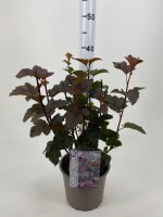 Fasanenspiere, (Physocarpus opulifolius), Sorte: Diabolo, im 19cm Topf, ca. 50cm hoch