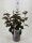 Fasanenspiere, (Physocarpus opulifolius), Sorte: Diabolo, im 19cm Topf, ca. 50cm hoch