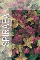 Spirea, (Spiraea japonica), Sorte: Goldflame, im 19cm...