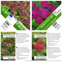 Spirea, (Spiraea japonica), Sorte: Double Play Red, im...