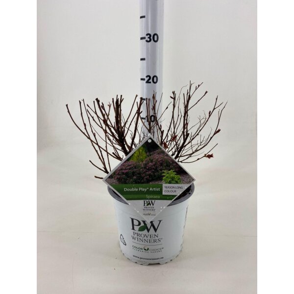 Spirea, (Spiraea japonica), Sorte: Double Play Artist, im 19cm Topf, ca. 35cm hoch