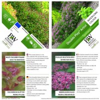 Spirea, (Spiraea japonica), Sorte: Double Play Artist, im 19cm Topf, ca. 35cm hoch