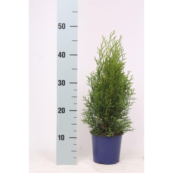 Lebensbaum, (Thuja occidentalis), Sorte: Smaragd, im 13cm Topf, ca. 40cm hoch